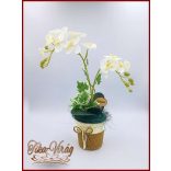 Fehér Orchidea kaspóban örök-Home-dekor 