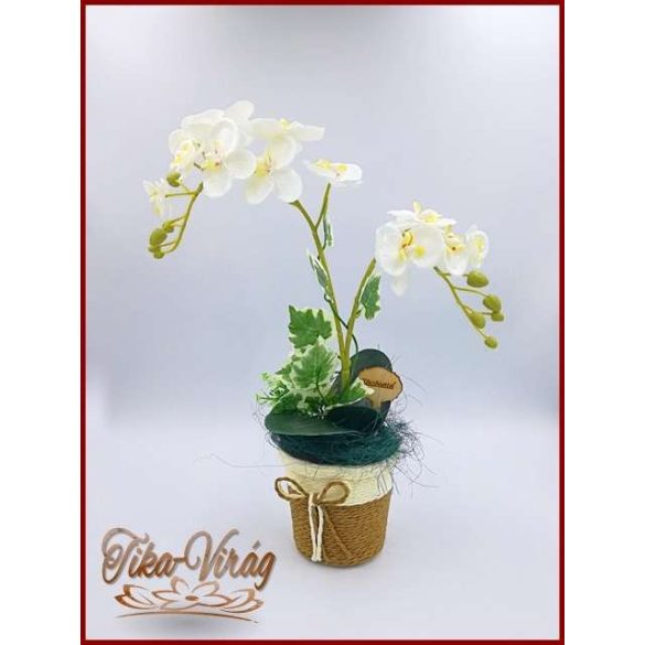 Fehér Orchidea kaspóban örök-Home-dekor 