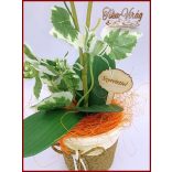 Sárgás-zöld-Orchidea kaspóban örök-Home-dekor 