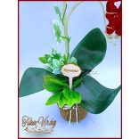 Piros Orchidea kaspóban örök-Home-dekor 