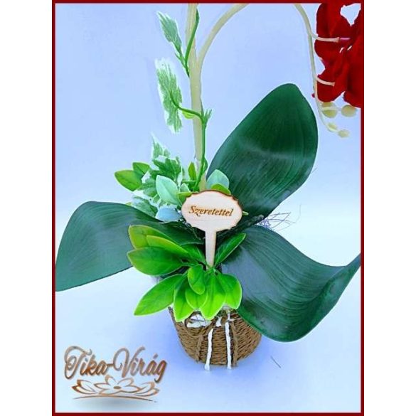 Piros Orchidea kaspóban örök-Home-dekor 