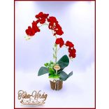 Piros Orchidea kaspóban örök-Home-dekor 