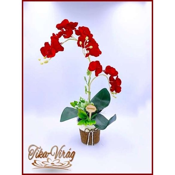 Piros Orchidea kaspóban örök-Home-dekor 